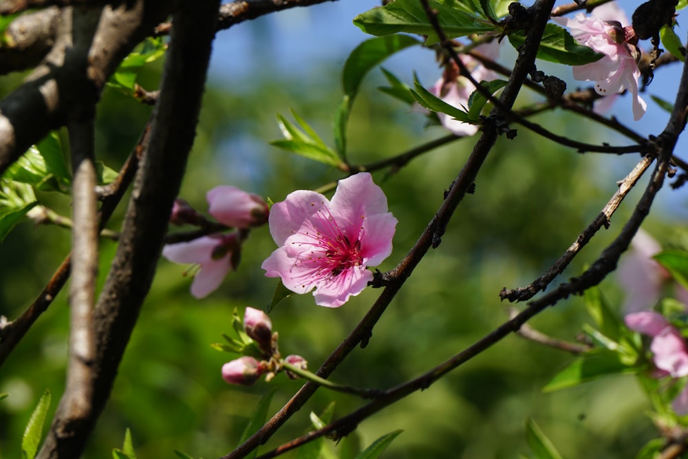 pink flower on brown tree branch during daytime