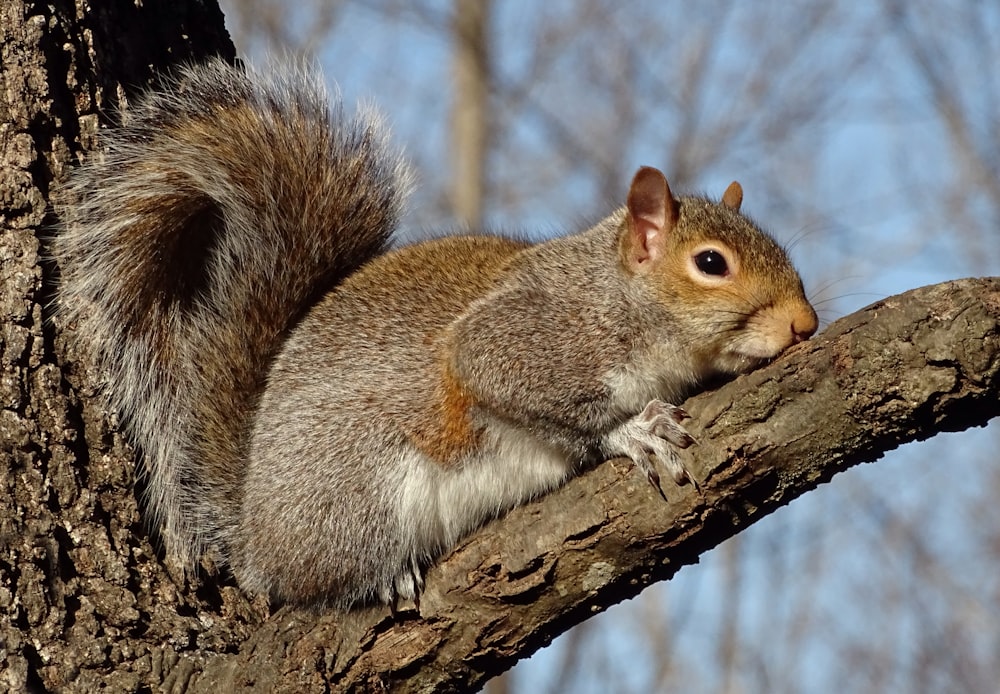 brown squirrel on brown tree branch during daytime