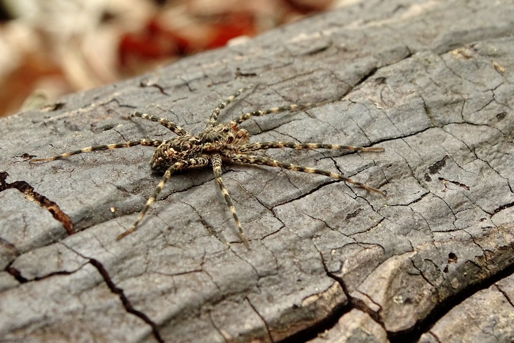 brown spider on brown wood