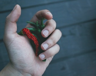 Hand holding dried ají peppers with a rustic wooden background.