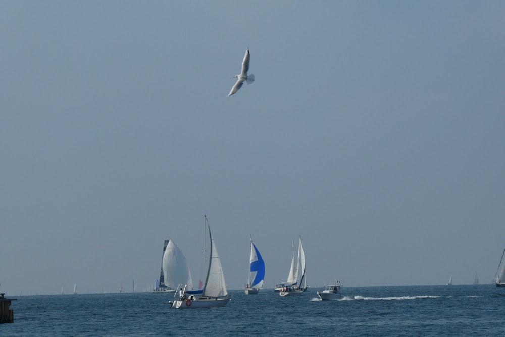 white sail boat on sea during daytime