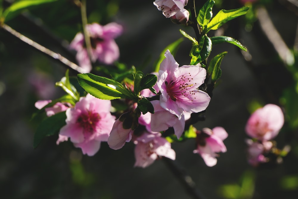 pink flowers in tilt shift lens