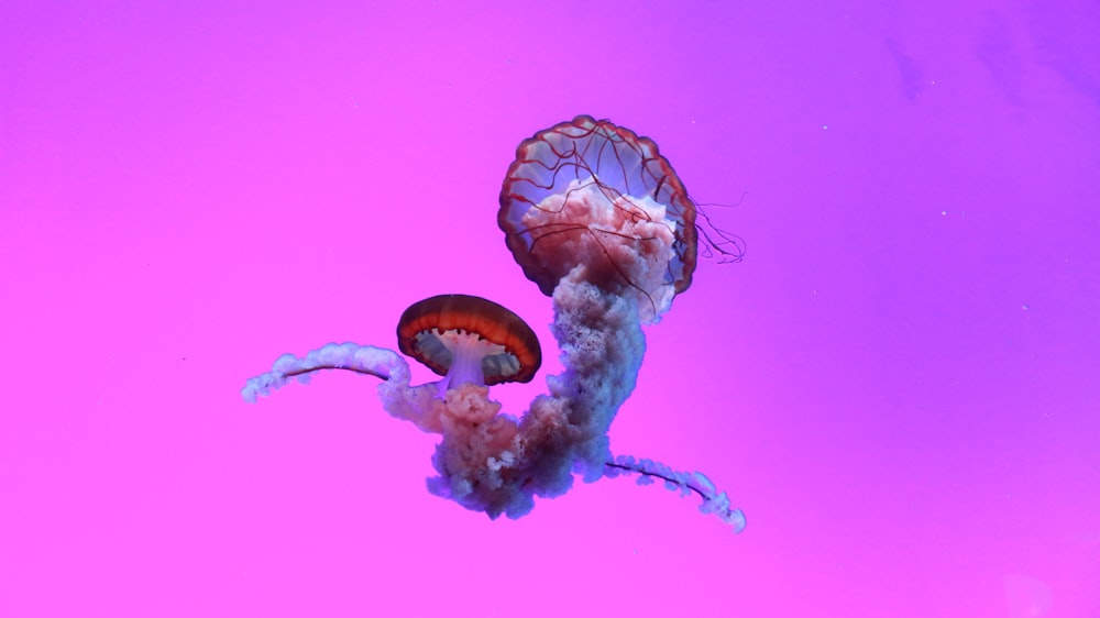 blue and white jellyfish in water