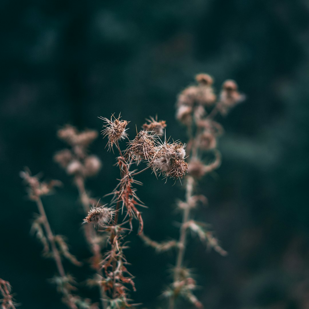 brown plant in close up photography