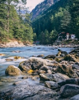 river in the middle of forest during daytime