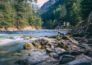 river in the middle of forest during daytime