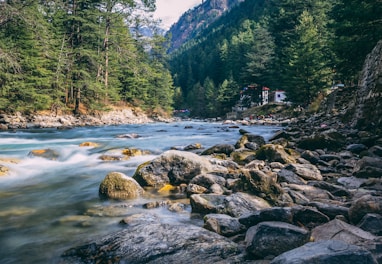 river in the middle of forest during daytime