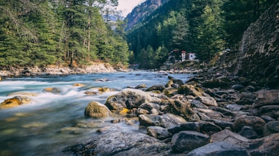 river in the middle of forest during daytime