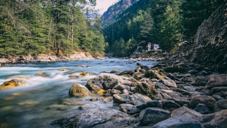river in the middle of forest during daytime