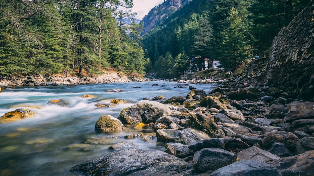 Fluss mitten im Wald tagsüber