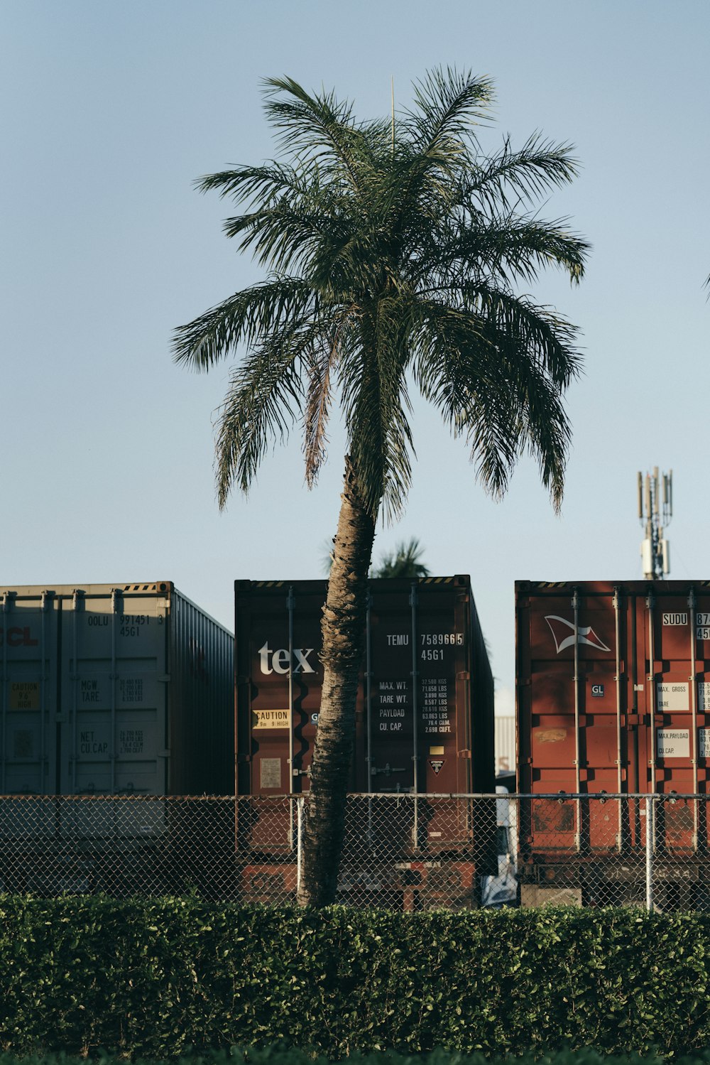 palm tree near brown building