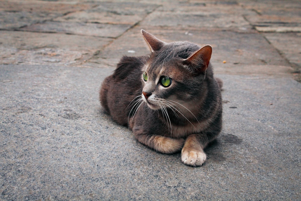 灰色のコンクリートの床に横たわっている黒と茶色の猫