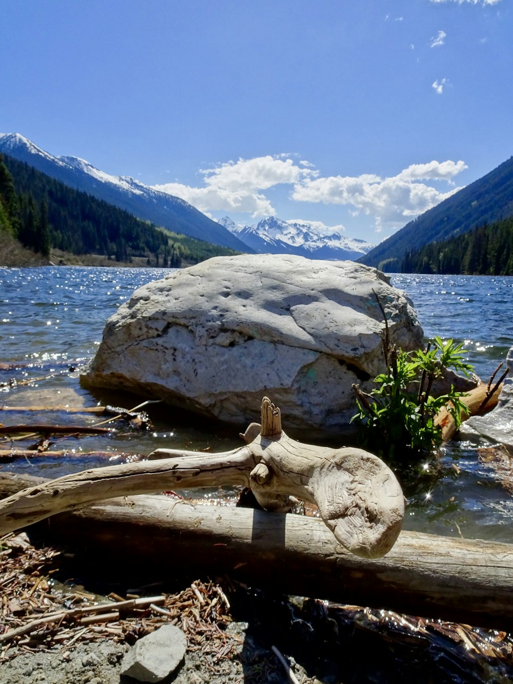 brown tree trunk on body of water near mountain during daytime