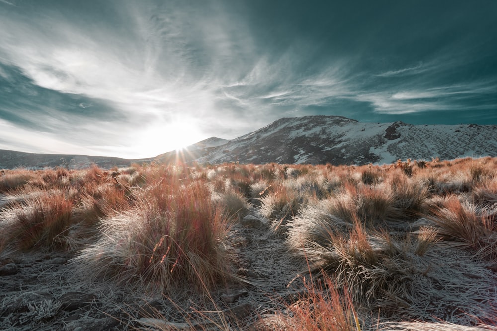 brown grass on hill under blue sky during daytime