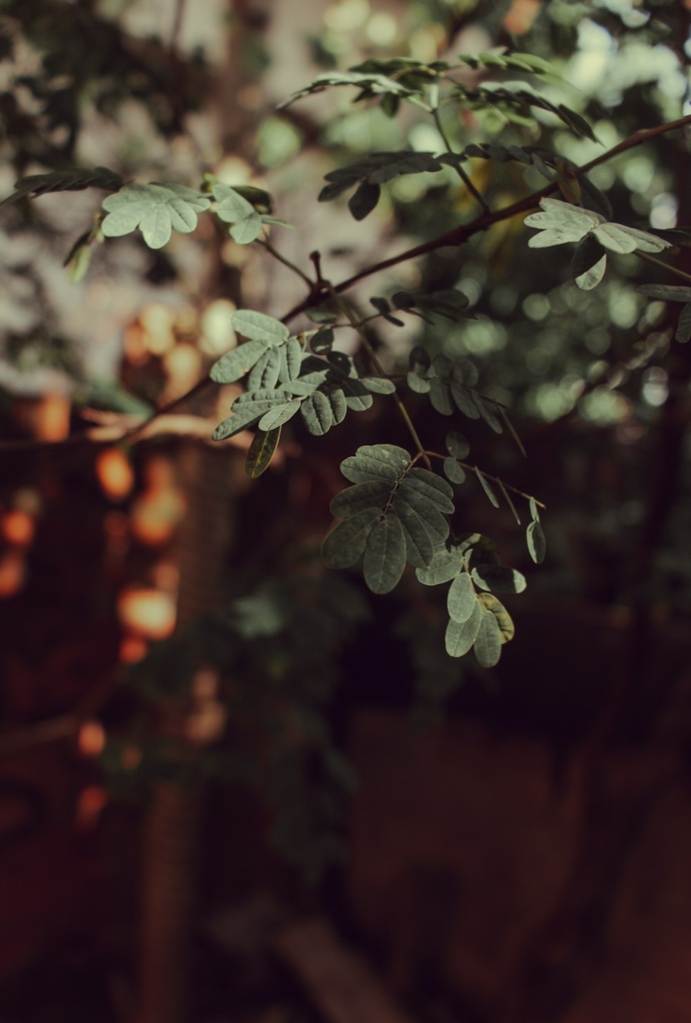 green leaves in tilt shift lens