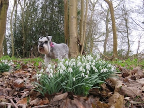 A schnauzer dog with a gray and white coat stands among clusters of snowdrop flowers in a wooded area. The ground is covered with fallen leaves, and tall, bare trees surround the scene, indicating an early spring or late winter setting.