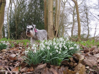 A schnauzer dog with a gray and white coat stands among clusters of snowdrop flowers in a wooded area. The ground is covered with fallen leaves, and tall, bare trees surround the scene, indicating an early spring or late winter setting.