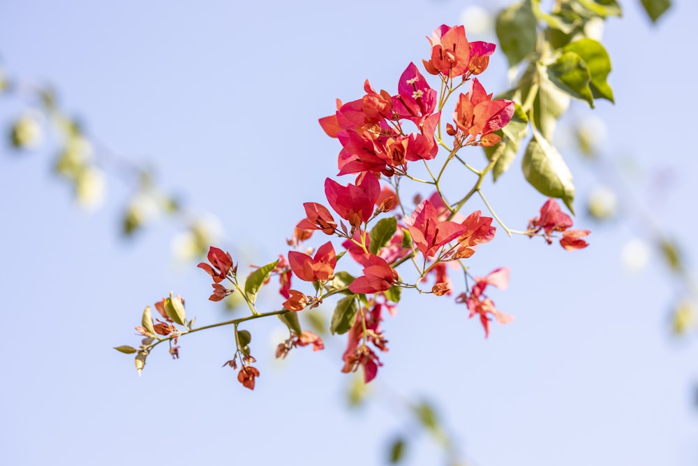 Flor roja en lente de cambio de inclinación