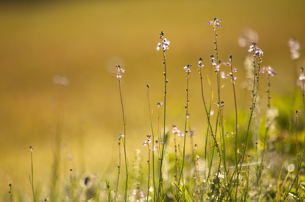 white flowers in green grass field during daytime