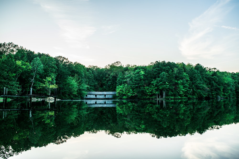 green trees beside lake under white sky during daytime