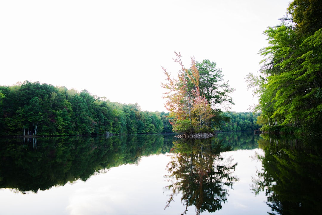 green trees beside lake during daytime