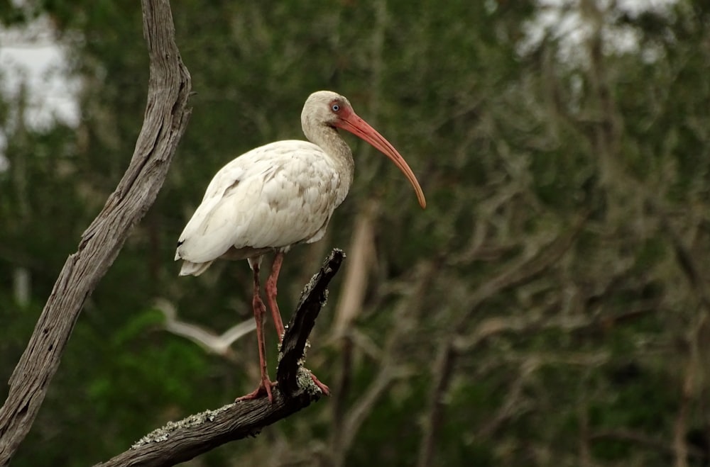 white stork perched on brown tree branch during daytime