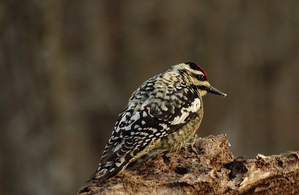 black and white bird on brown rock