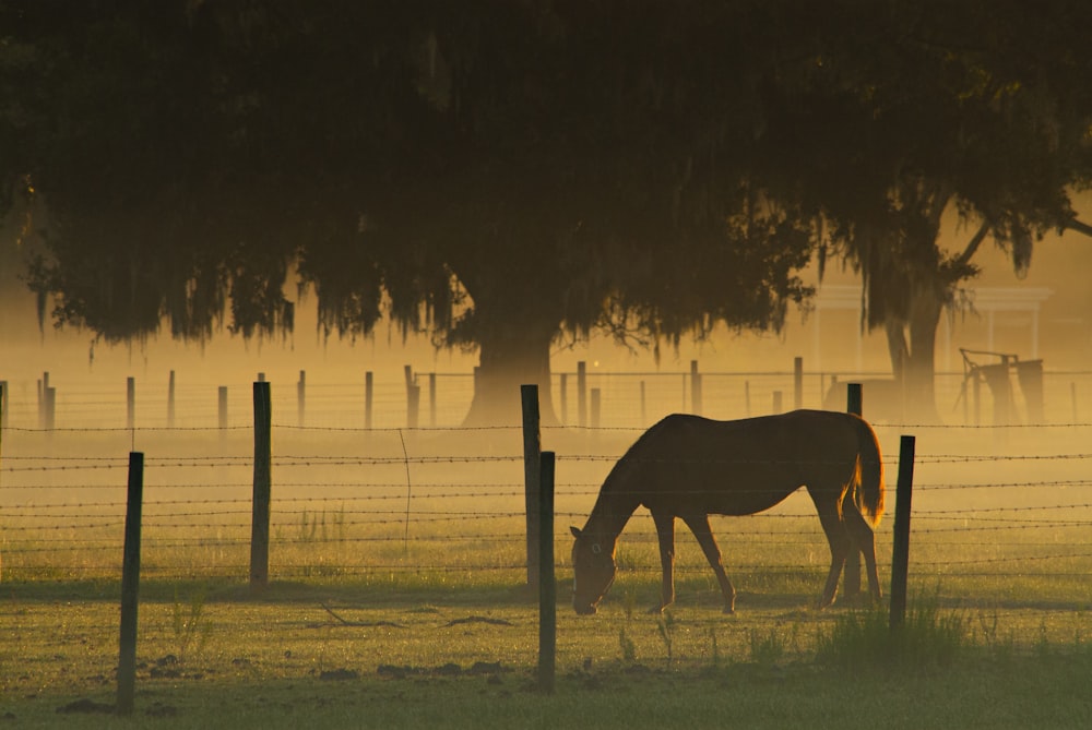 cavalo marrom comendo grama no campo