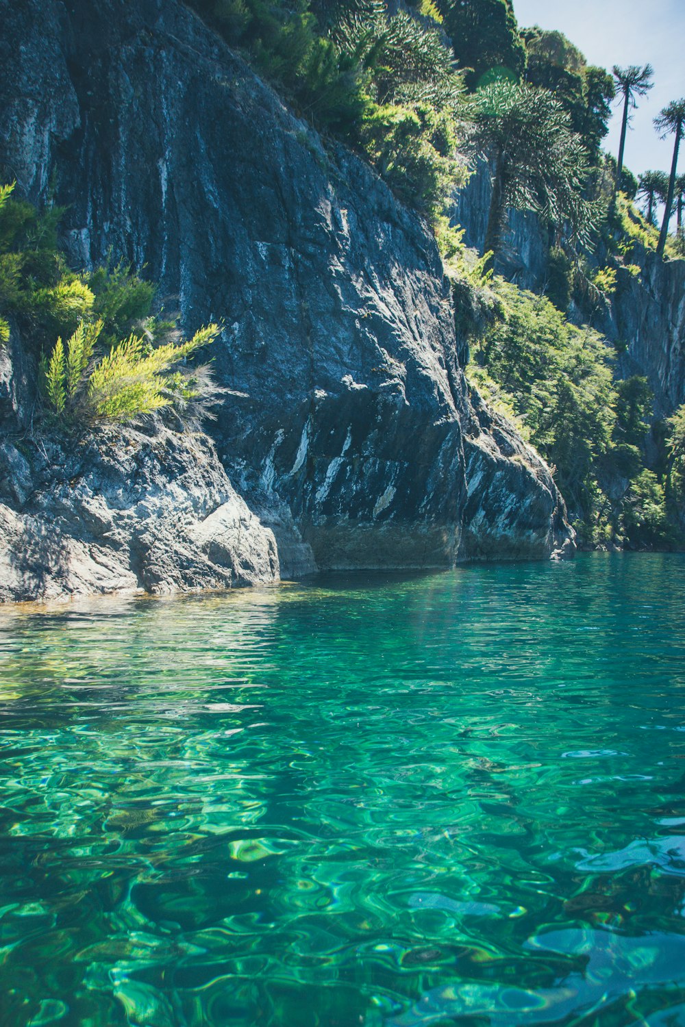 green trees on rocky mountain beside body of water during daytime