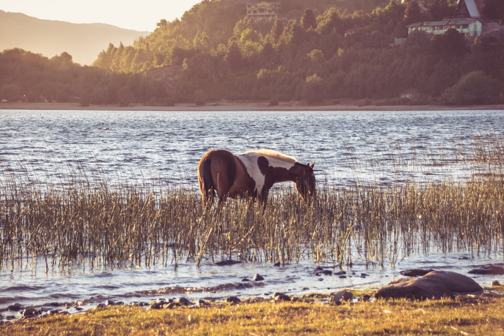 日中の水域の茶色と白の馬