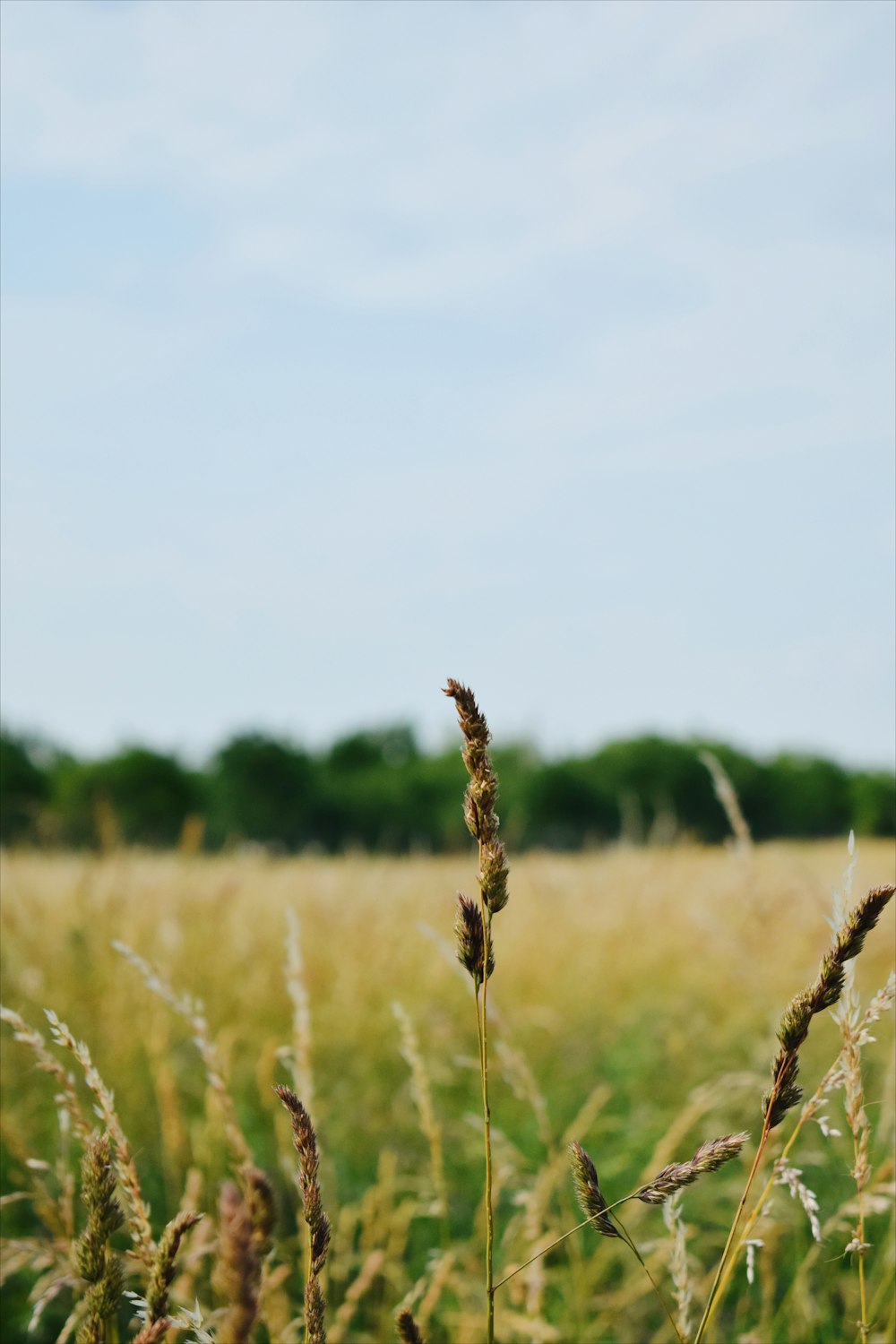 brown wheat field during daytime