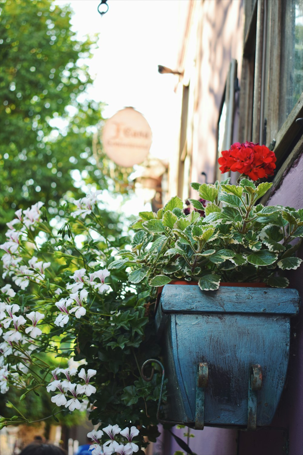 red roses on blue wooden box