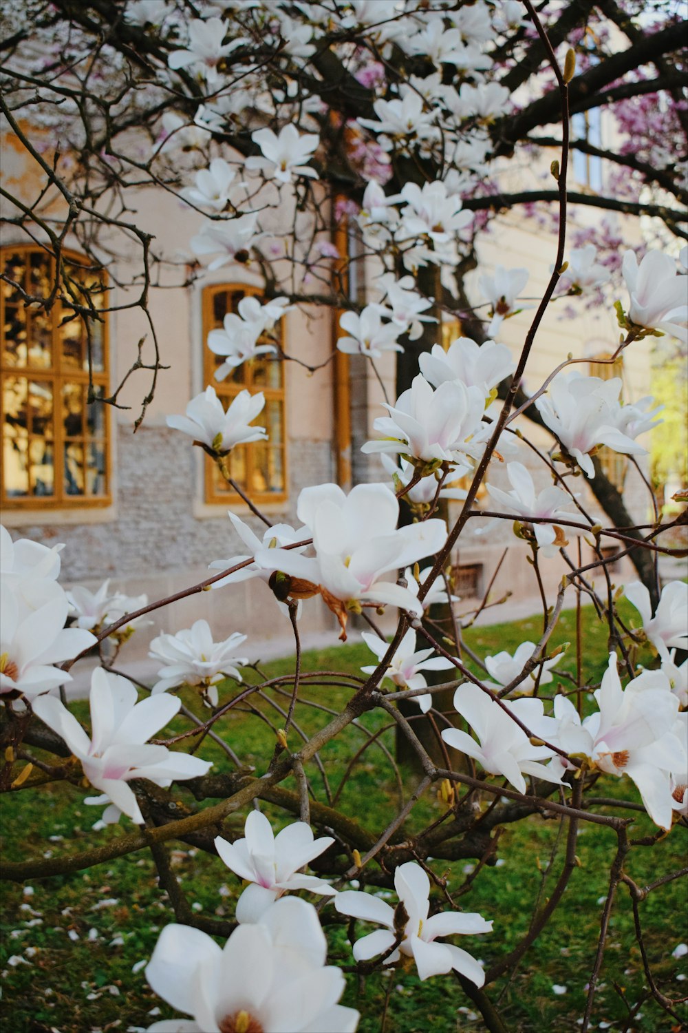 white flowers on brown tree branch