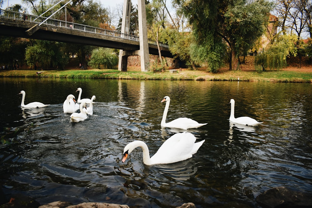 white swan on water during daytime