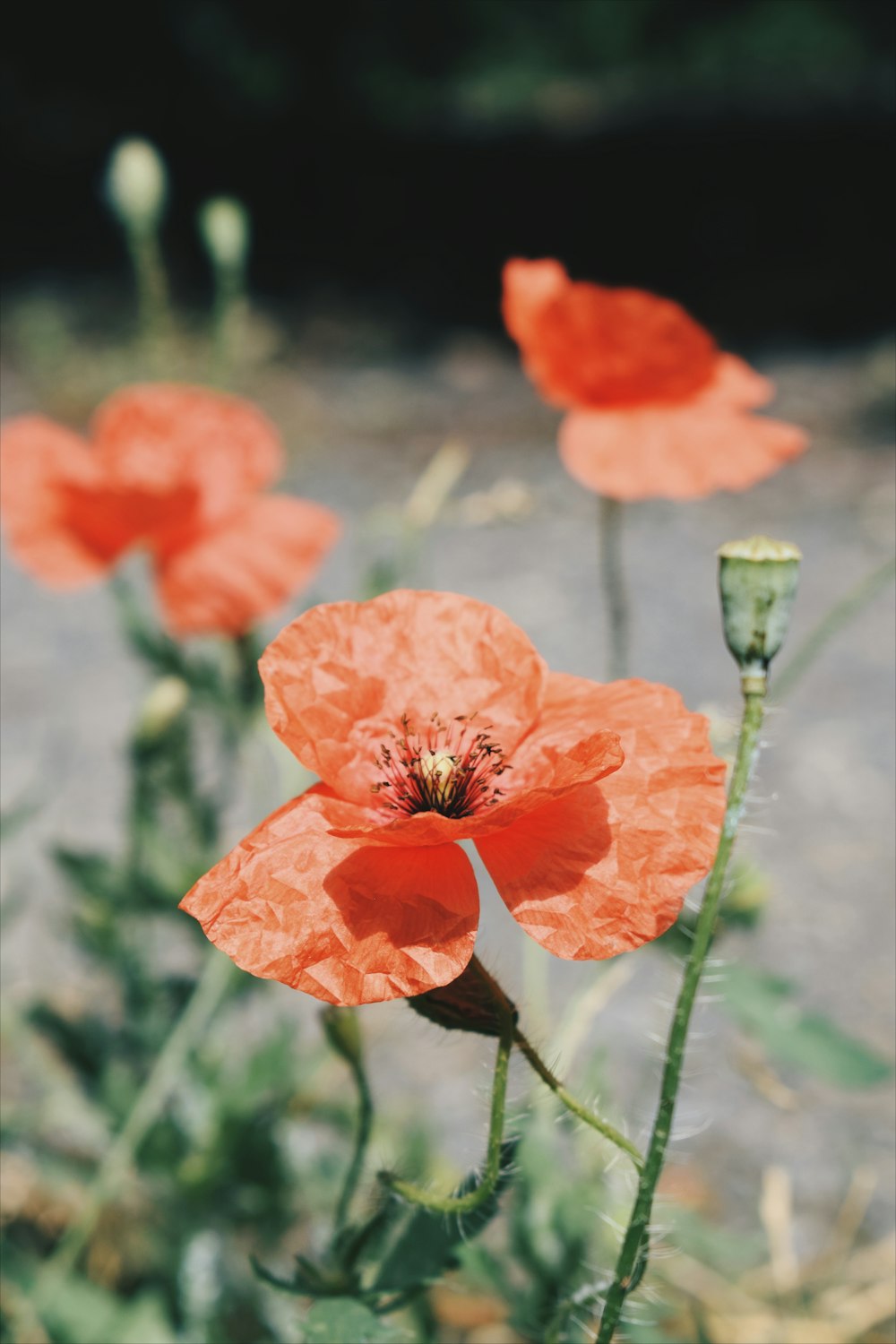 red flower in green stem