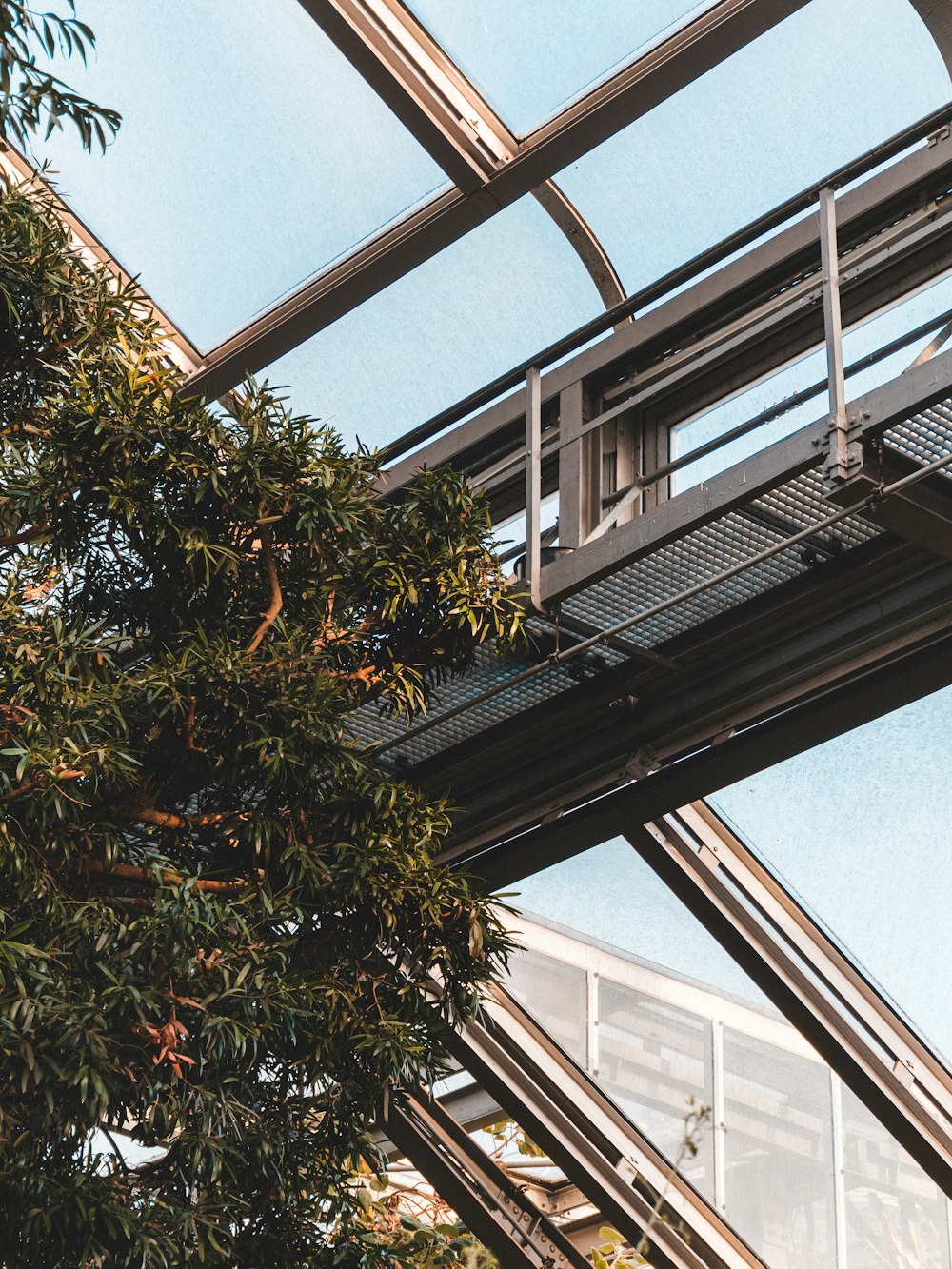 green and brown tree near glass window