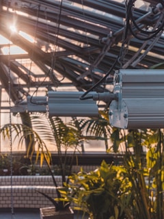 An interior space with metal structures and grow lights hanging from the ceiling. Large green plants, including palm-like leaves, are positioned in the sunlight that filters through the glass panels. The ambient light casts a warm glow across the scene.
