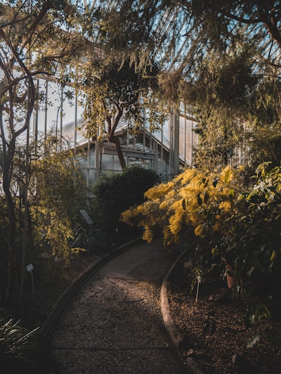 green and yellow leaf trees near white building during daytime