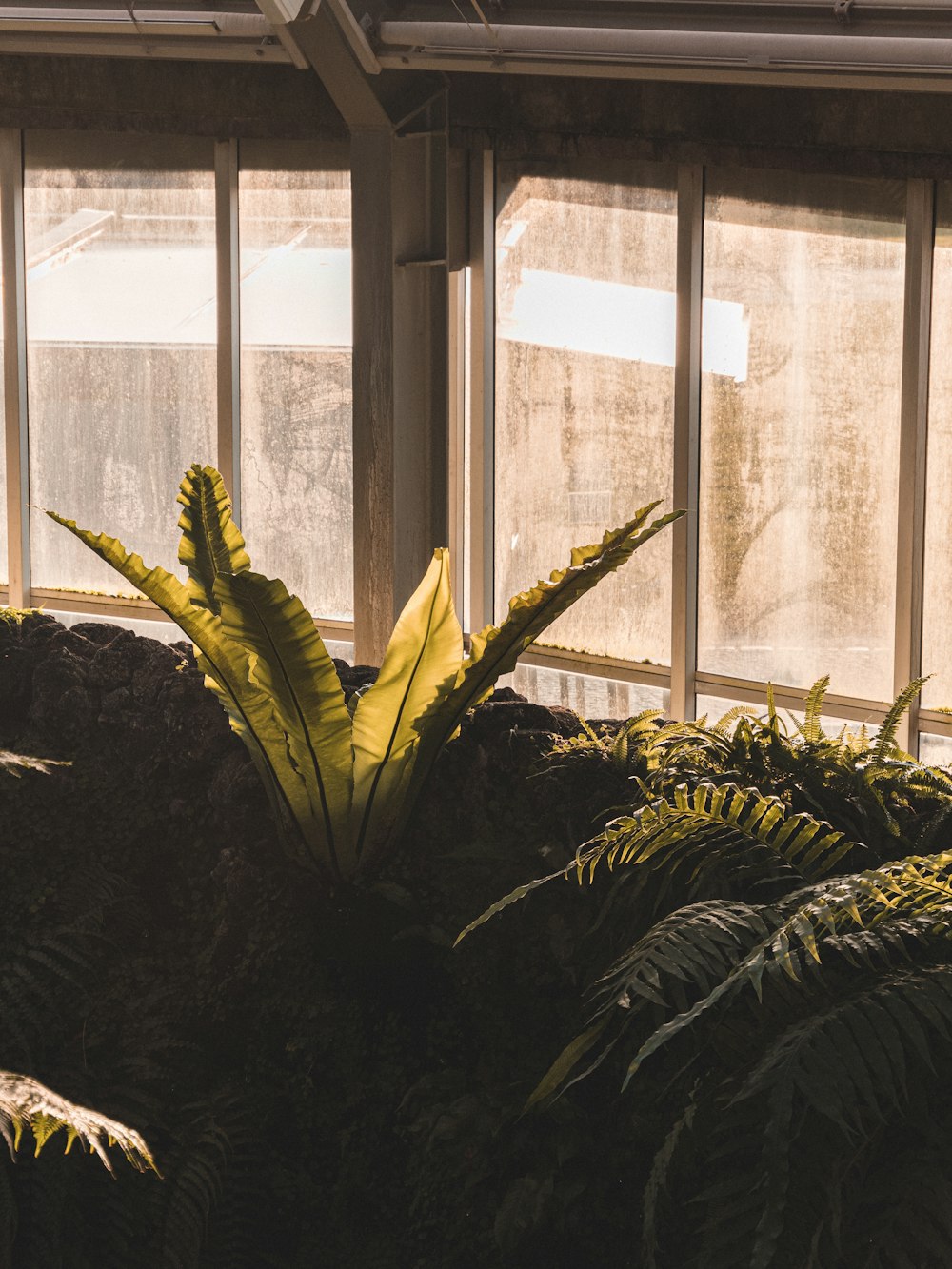 plante verte près de la fenêtre en verre