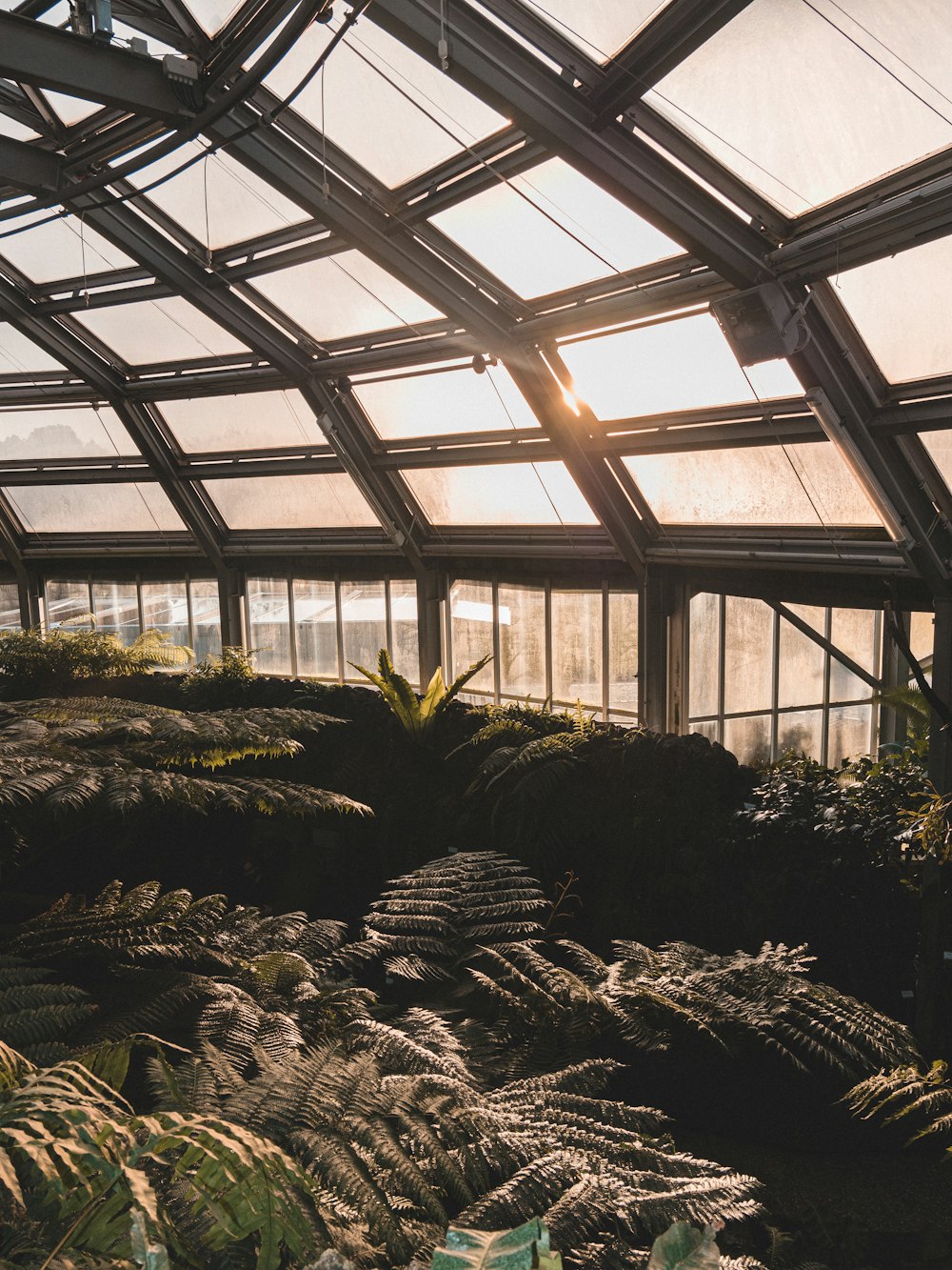 green plants inside greenhouse during daytime