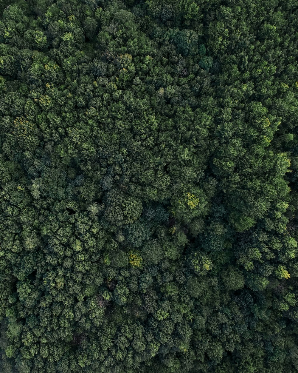 aerial view of green trees