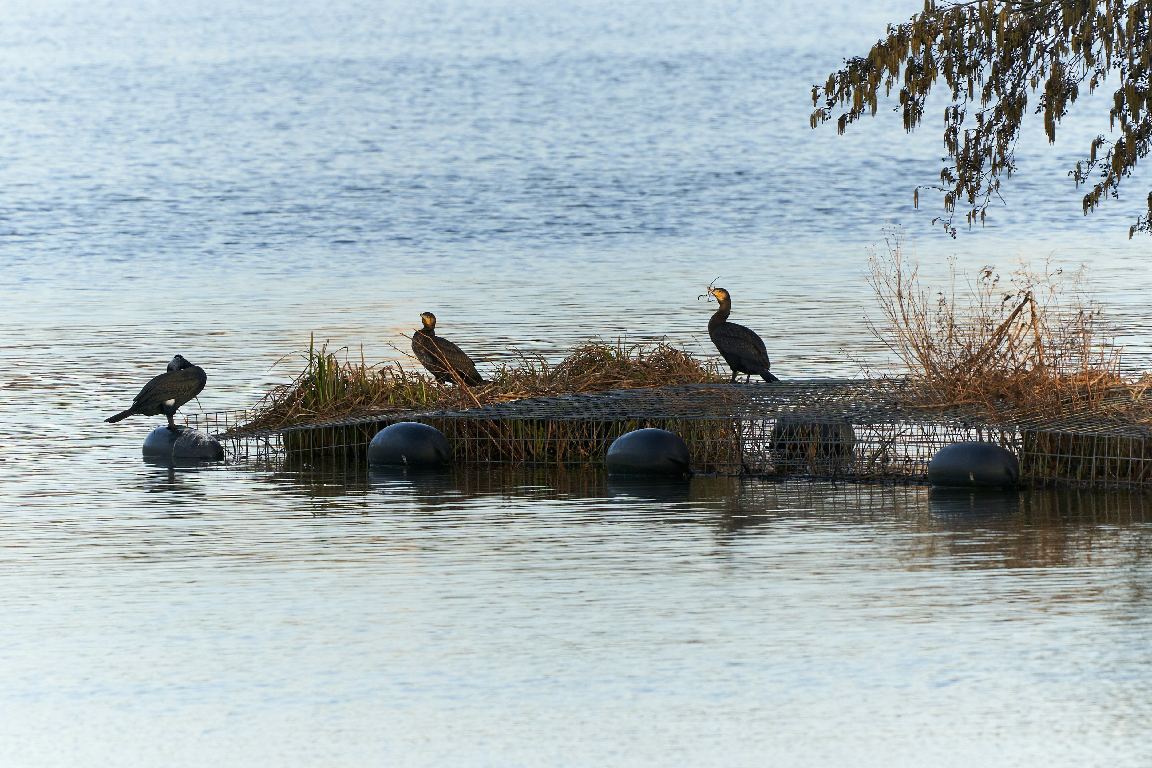Birds in the winter sun