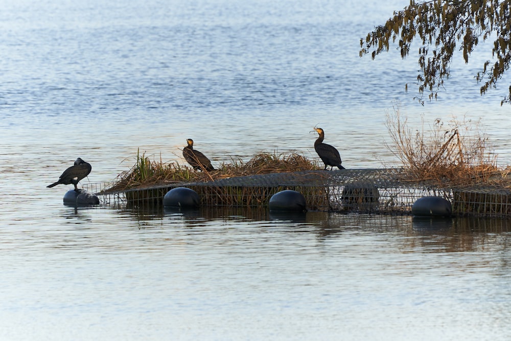 black and white bird on brown wooden dock during daytime