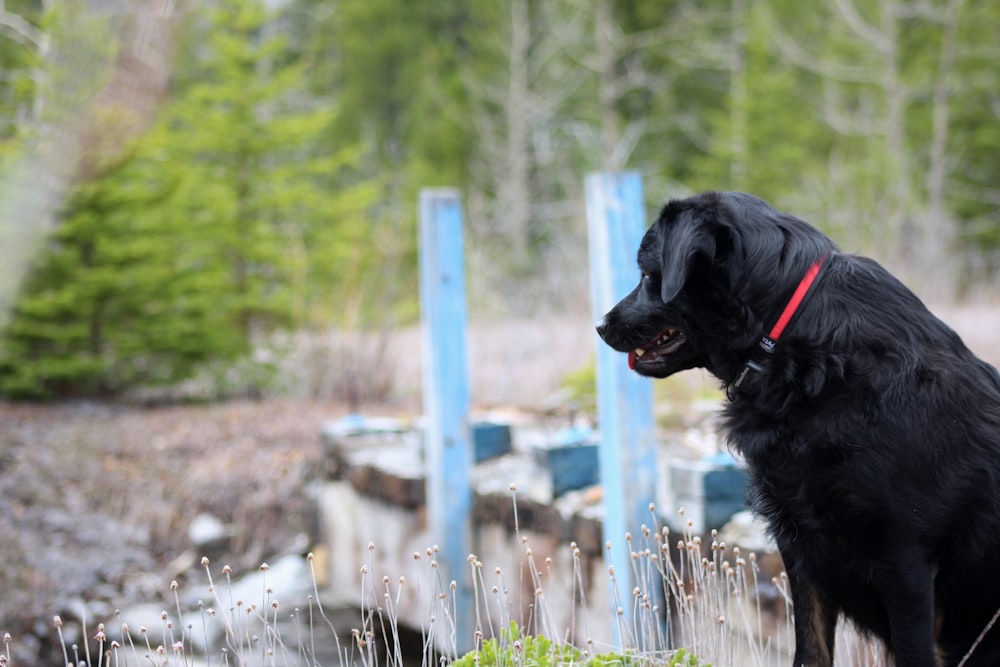 black labrador retriever on brown grass field during daytime