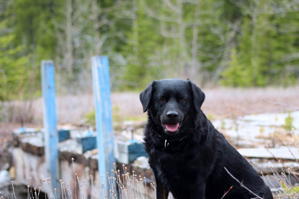 black labrador retriever sitting on brown wooden fence during daytime