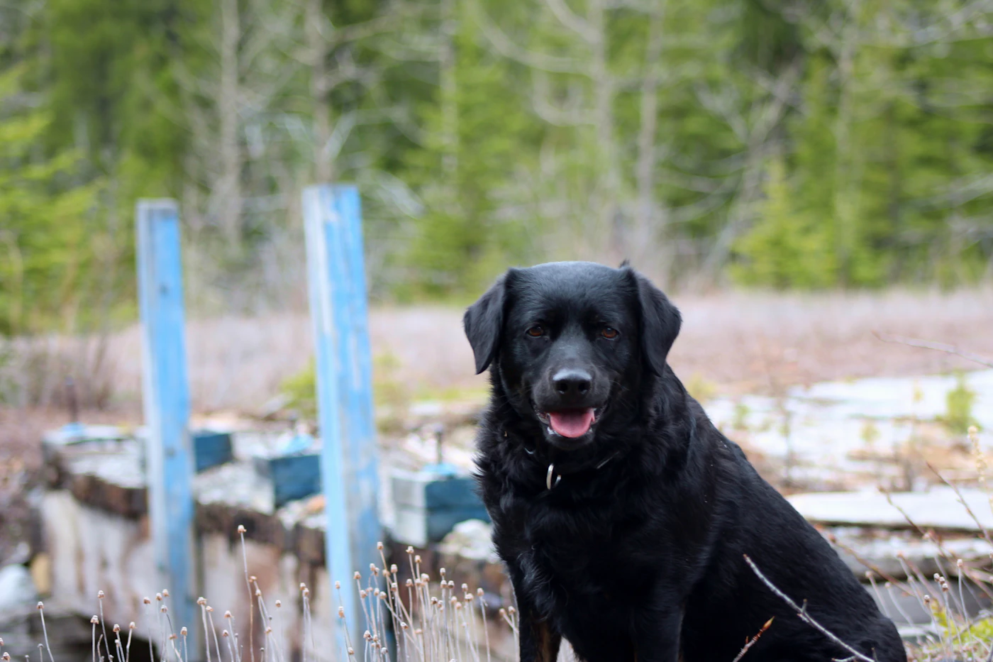 A black Labrador retriever sitting calmly and steady on a wooden fence rail outdoors