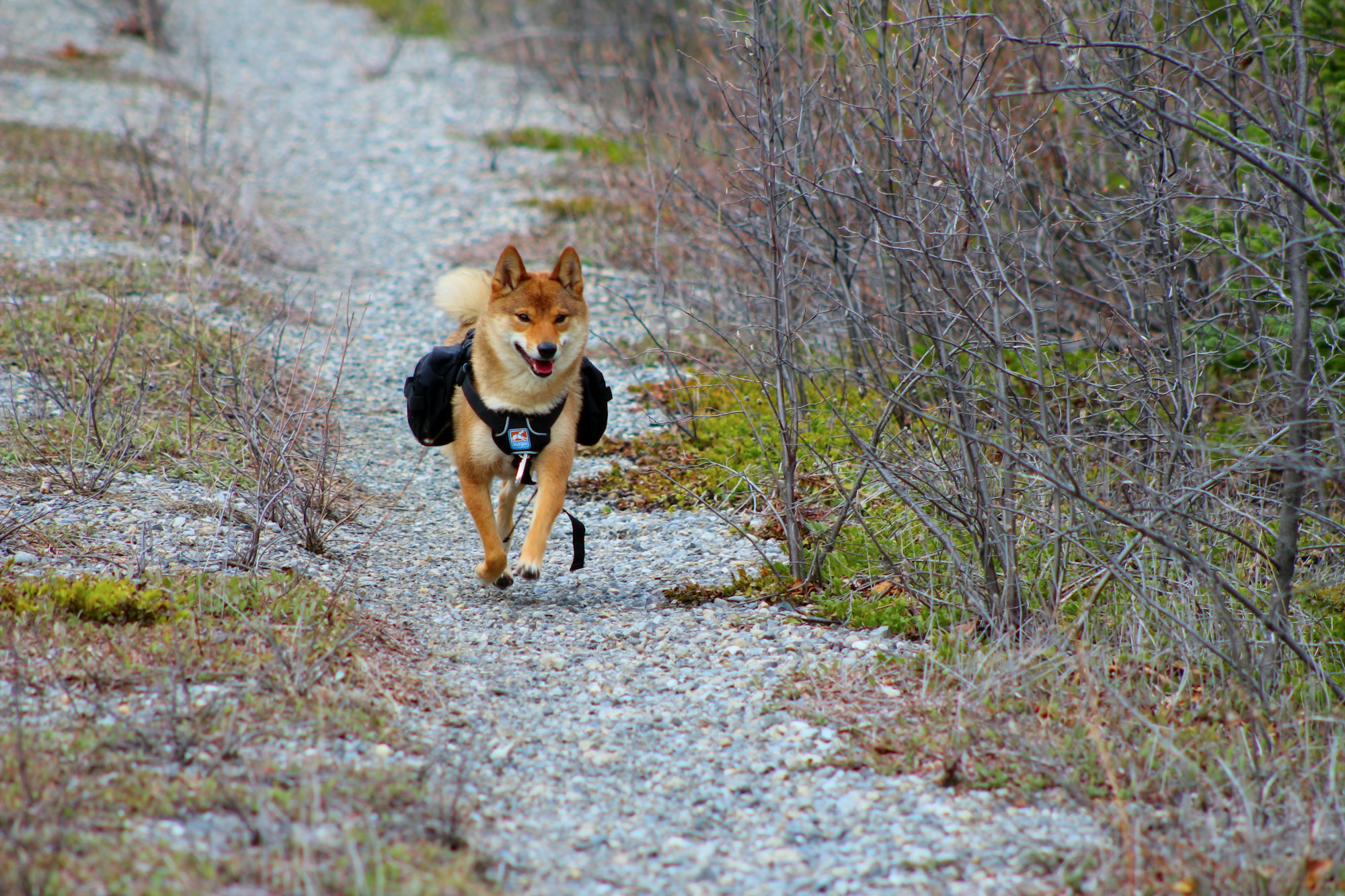 trail running with your dog