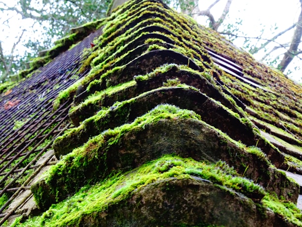 A close-up view of an old, moss-covered roof with multiple layers of shingles giving a layered, textured appearance. The vibrant green moss contrasts with the darker, weathered shingles and is interspersed with sections of rusted wire.