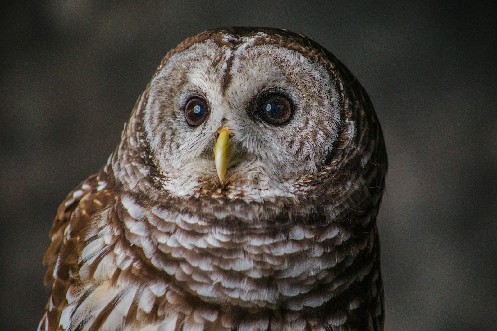 Canon EOS 6D + Canon EF 75-300mm f/4-5.6 sample photo. Brown and white owl photography