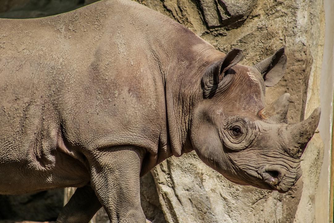 brown rhinoceros on brown rock